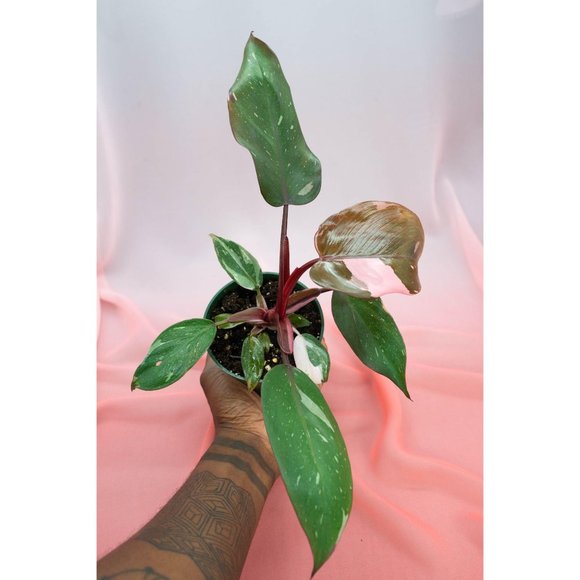 Pink Princess Philodendron 4" US Seller | RARE Pot - Picture 3 of 4